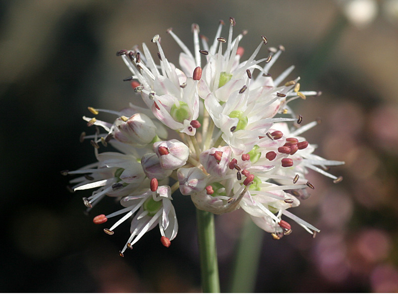 Allium ericetorum Thore